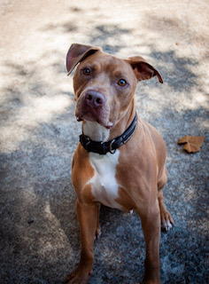 Cowboy j jr., a Adoptable mixed breed in Dallas, TX image 5/5