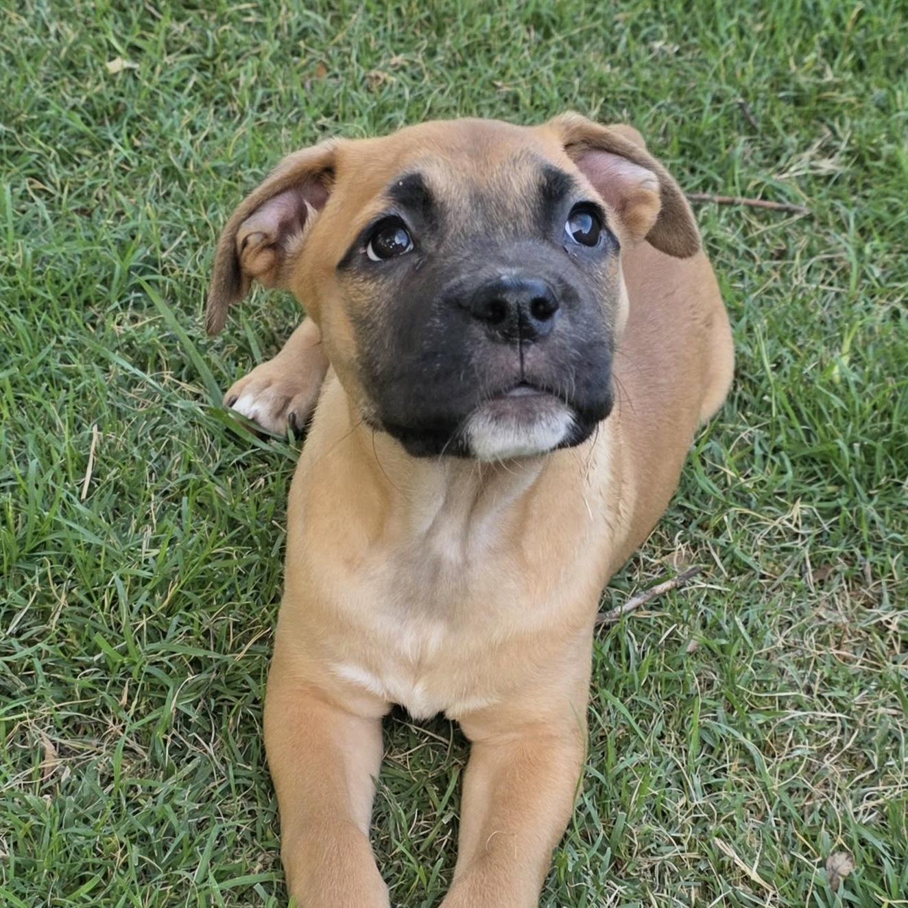 Enlarge Ilaria, a Adoptable mixed breed in Bryan, TX image 2/2