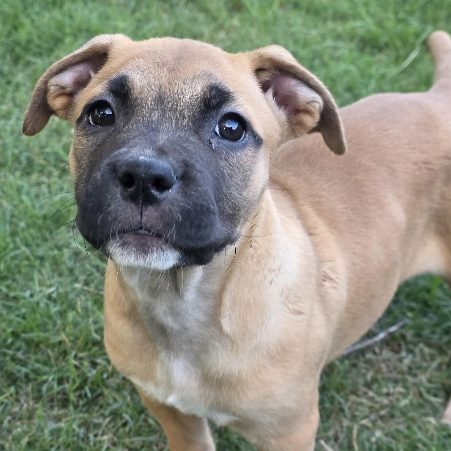 Ilaria, Adoptable, Puppy Female Cane Corso & Pit Bull Terrier.