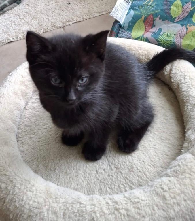 DARK CHOCOLATE, an adoptable Domestic Short Hair in Gresham, WI, 54128 | Photo Image 1