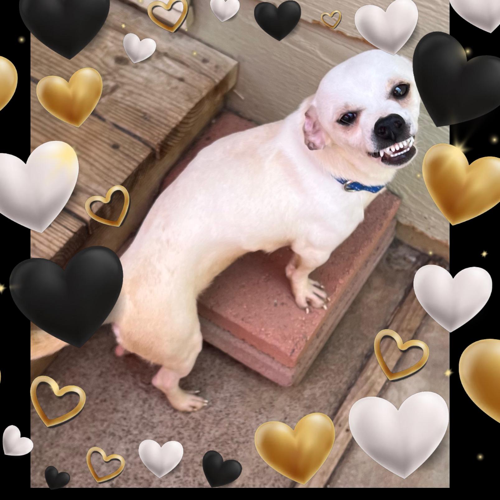 Maverick, Adult Male Chihuahua