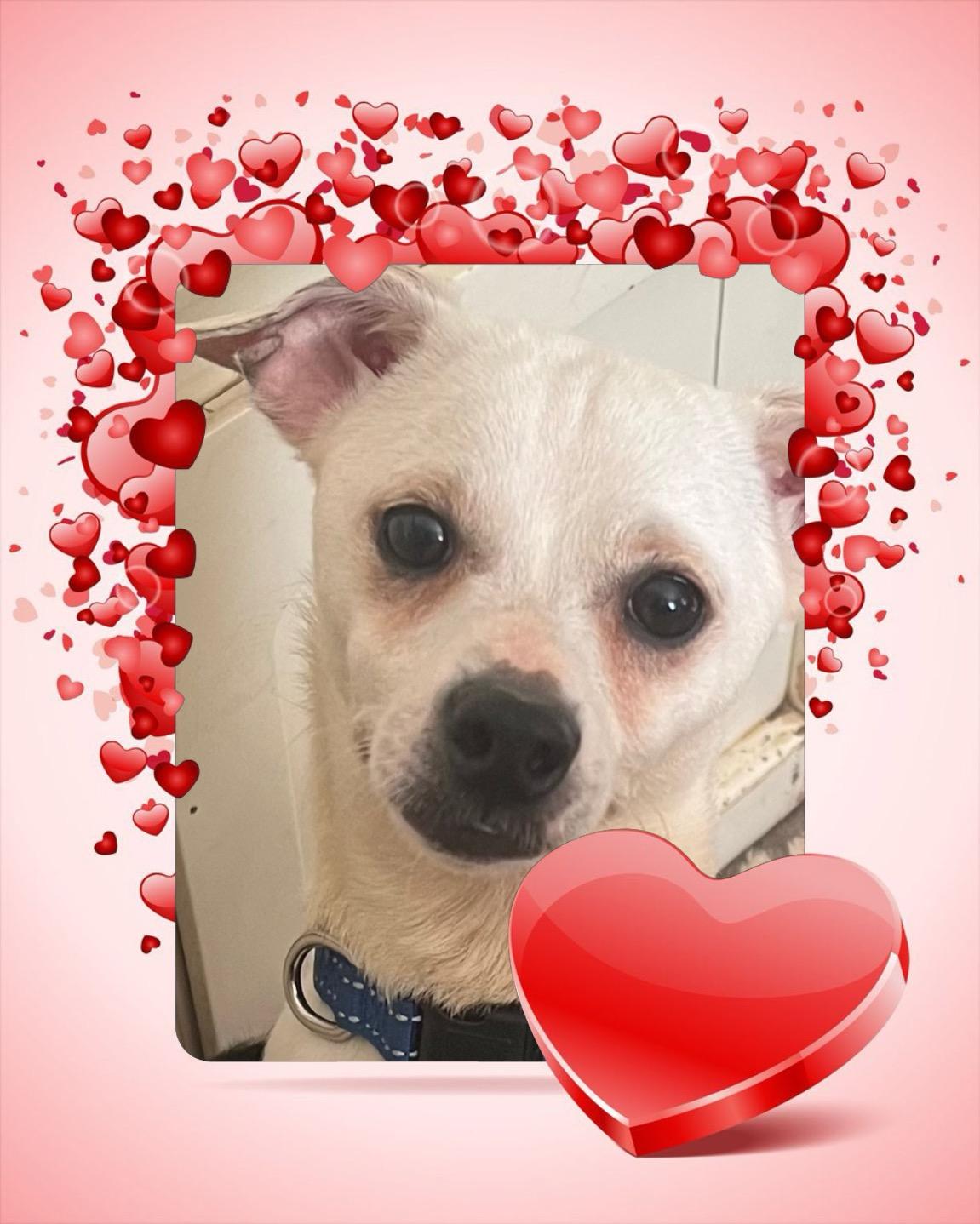 Maverick, an adoptable Chihuahua in Redding, CA, 96002 | Photo Image 3