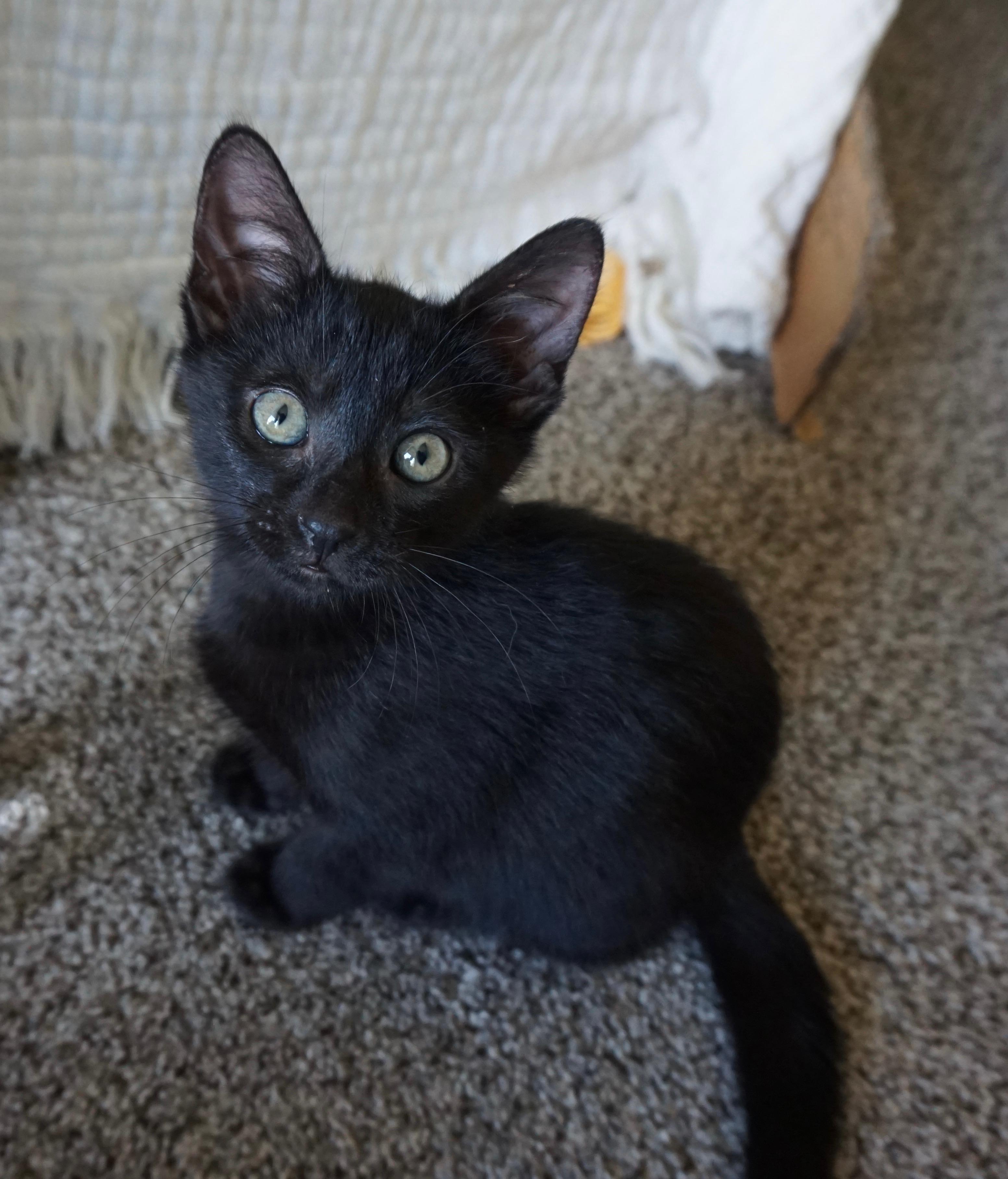 Max, an adopted Bombay in Fresno, CA image 2/3