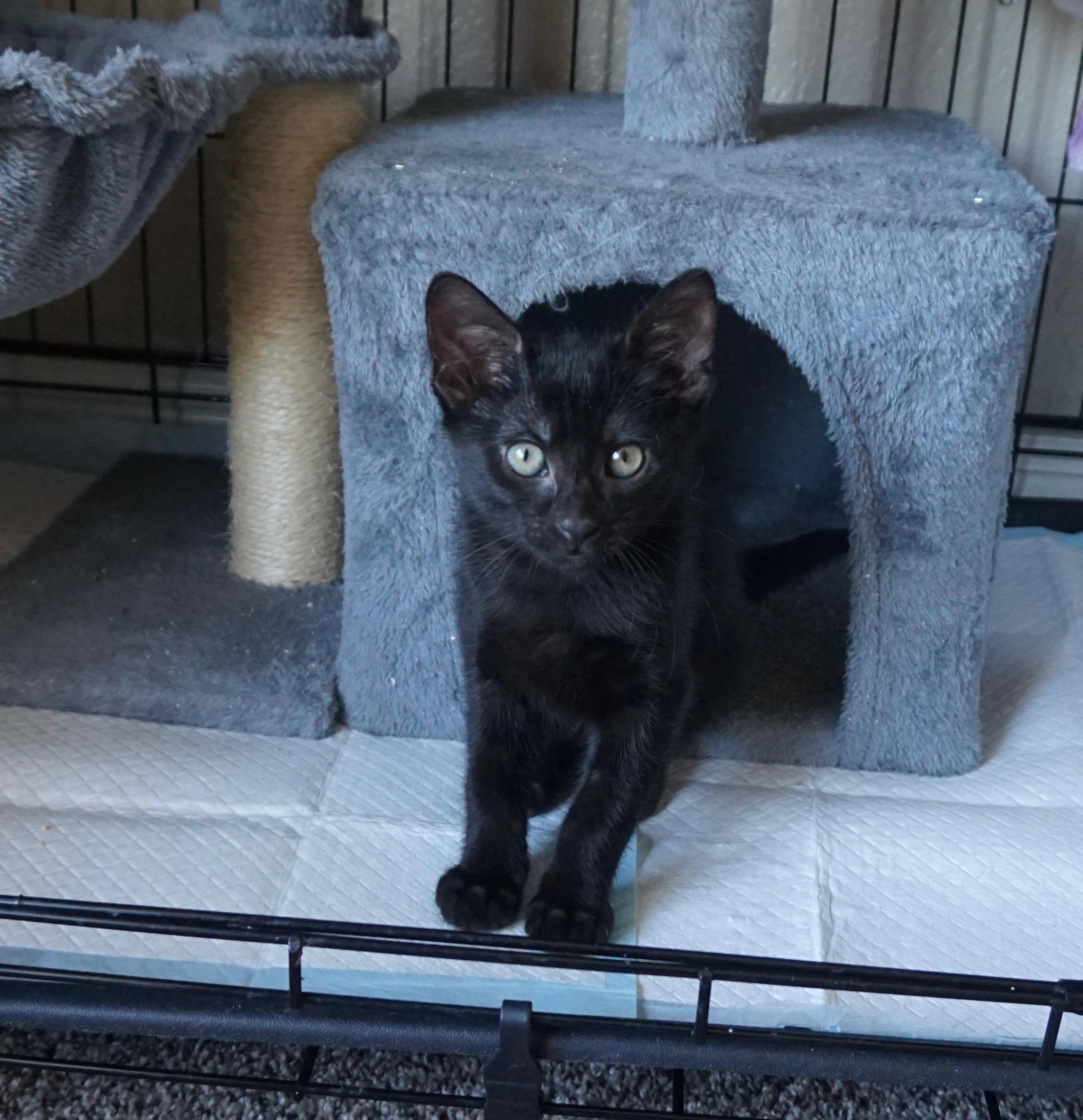 Max, an adopted Bombay in Fresno, CA image 1/3