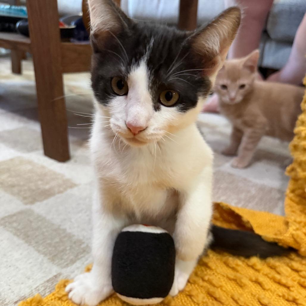 Wasabi, Adoptable, Kitten Male Domestic Short Hair.