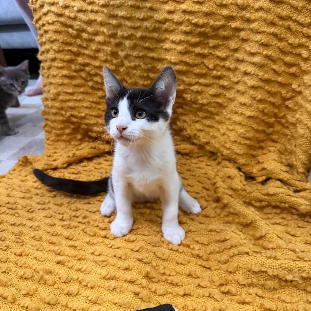 Wasabi, a Adoptable Domestic Short Hair in Studio City, CA image 2/3