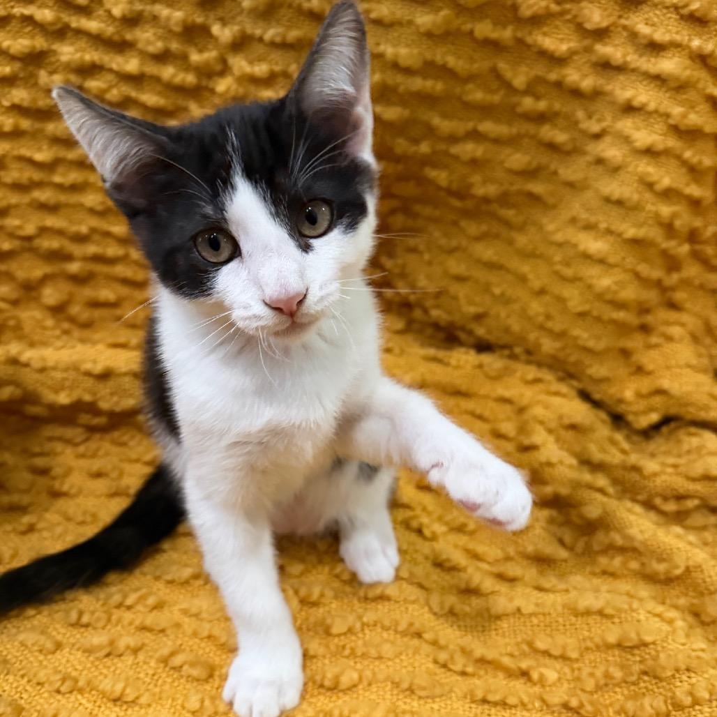 Wasabi, a Adoptable Domestic Short Hair in Studio City, CA image 3/3