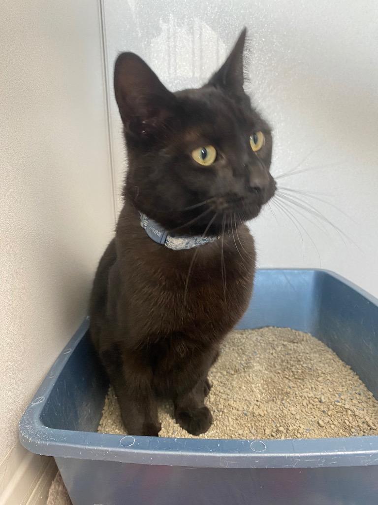 Enlarge Cole, a Adoptable mixed breed in Van Wert, OH image 1/1