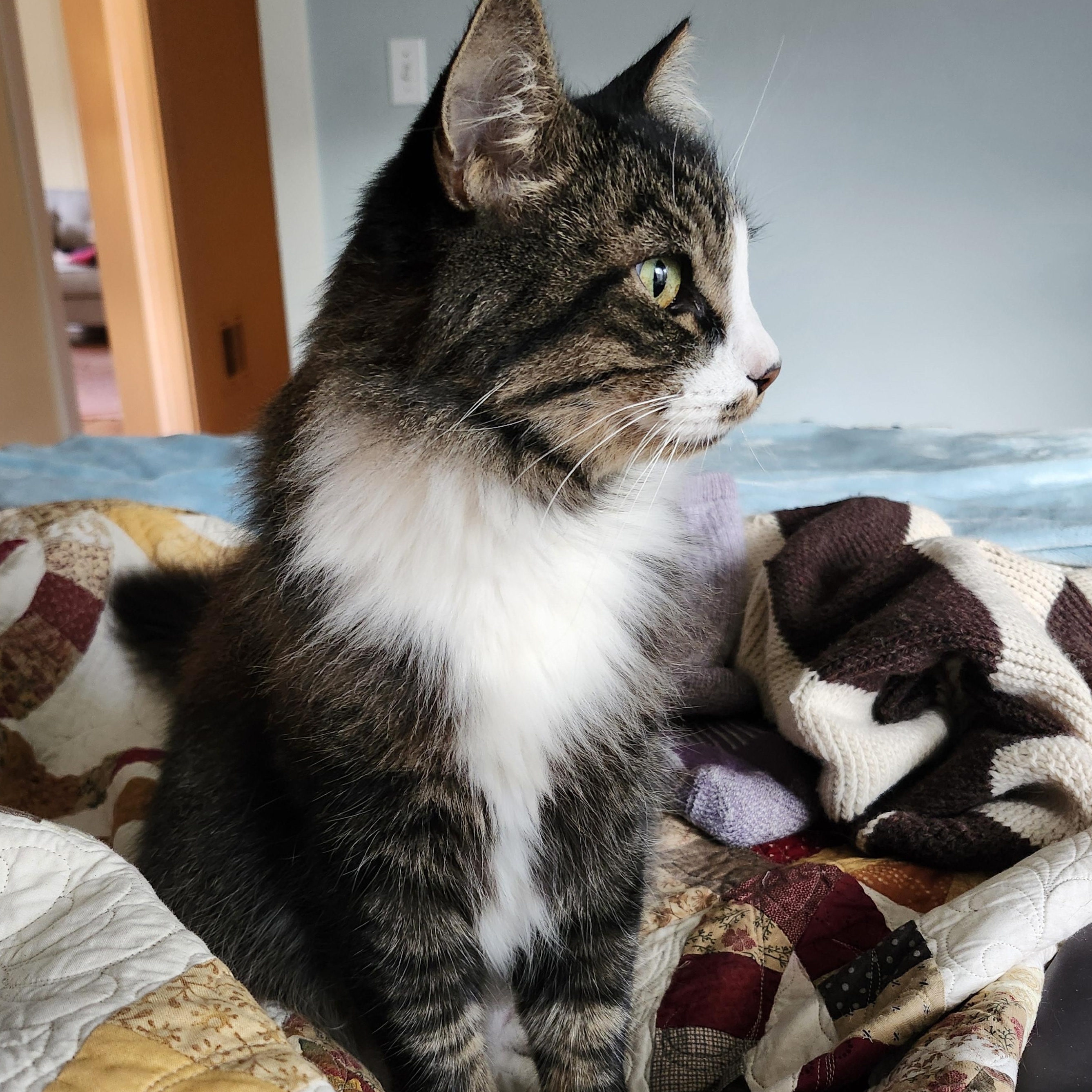 Amethyst (Vincent Von Gorgeous), a Adoptable Domestic Long Hair in The Dalles, OR image 5/5