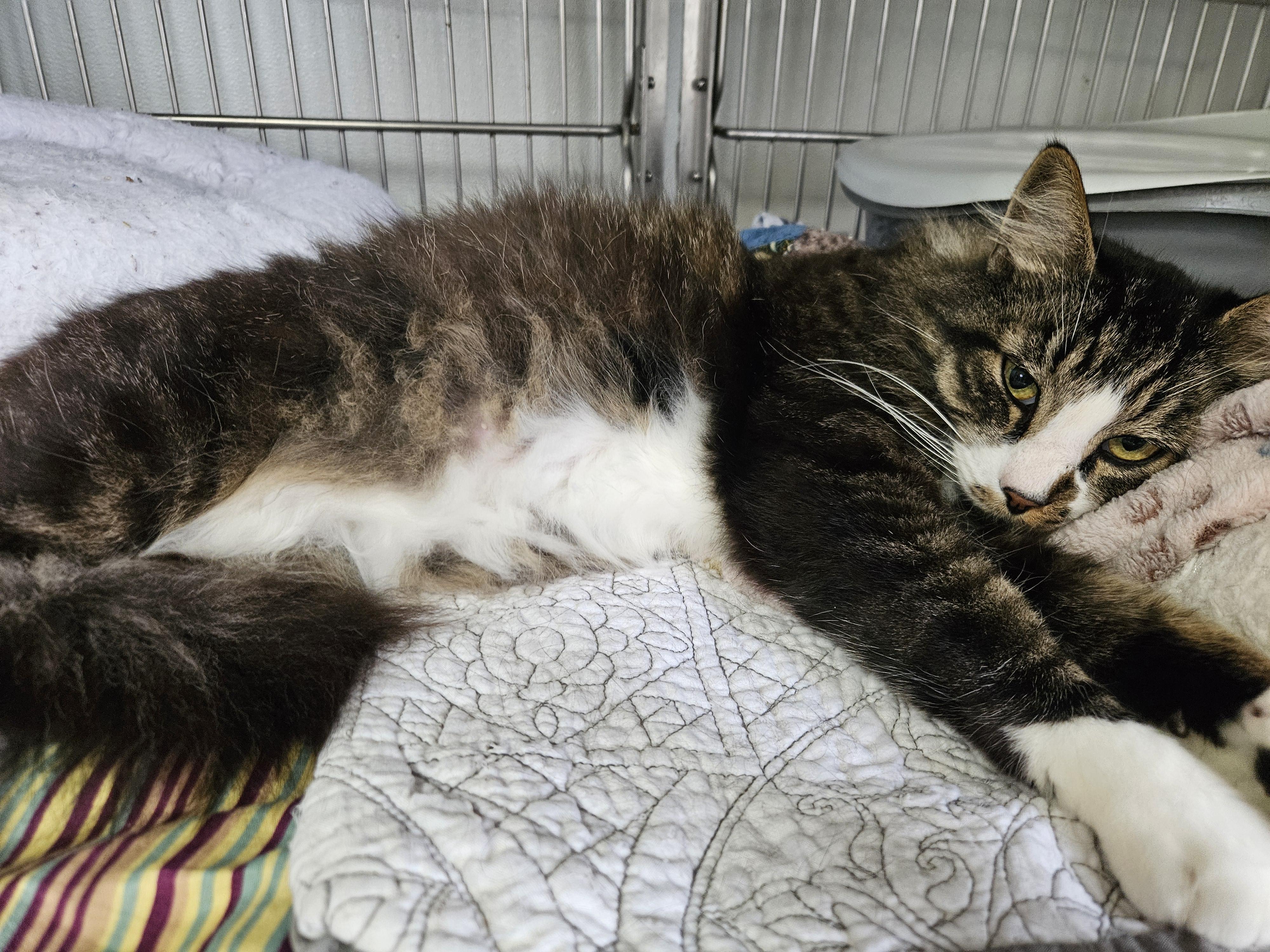 Amethyst, an adoptable Domestic Long Hair in The Dalles, OR, 97058 | Photo Image 5