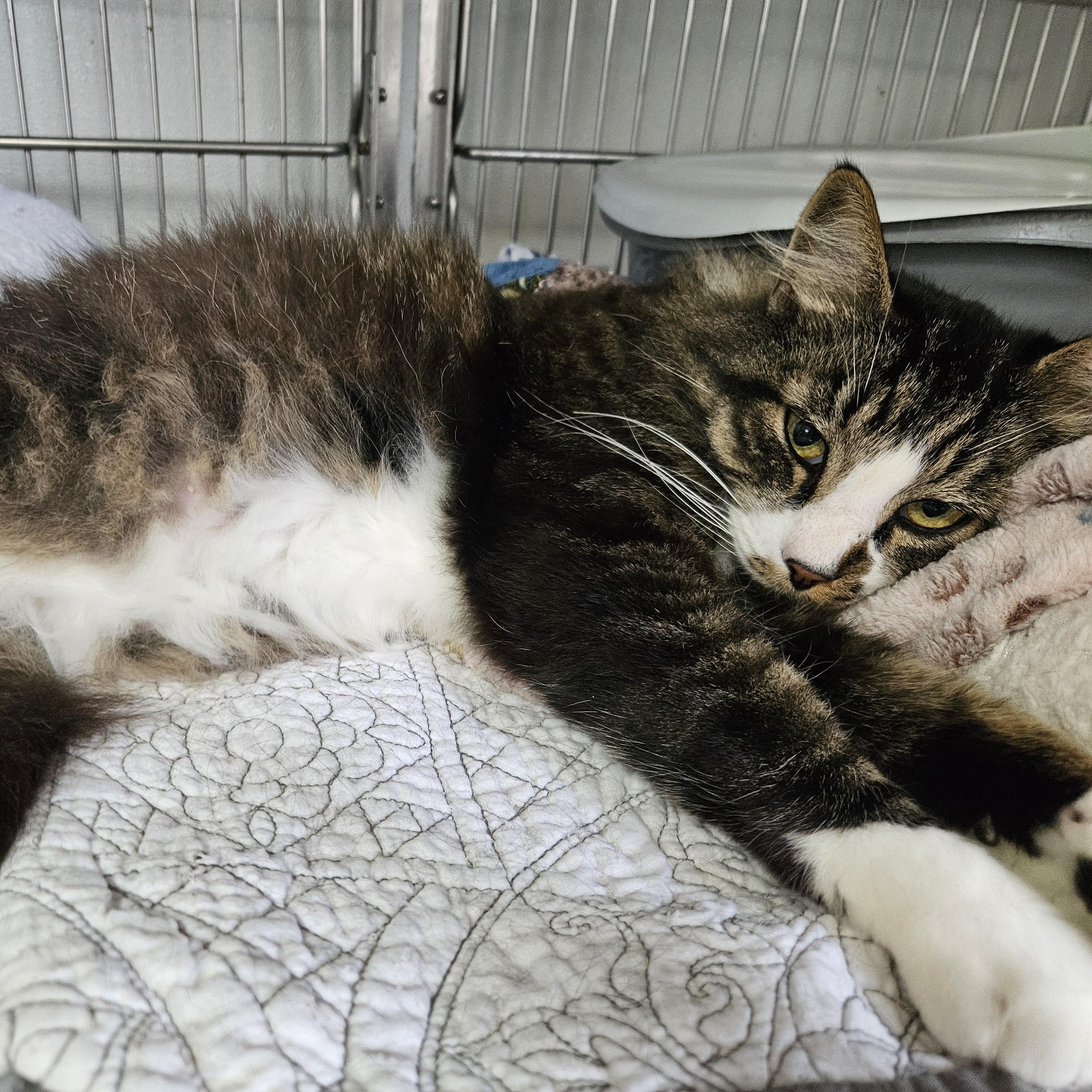 Amethyst (Vincent Von Gorgeous), a Adoptable Domestic Long Hair in The Dalles, OR image 4/5