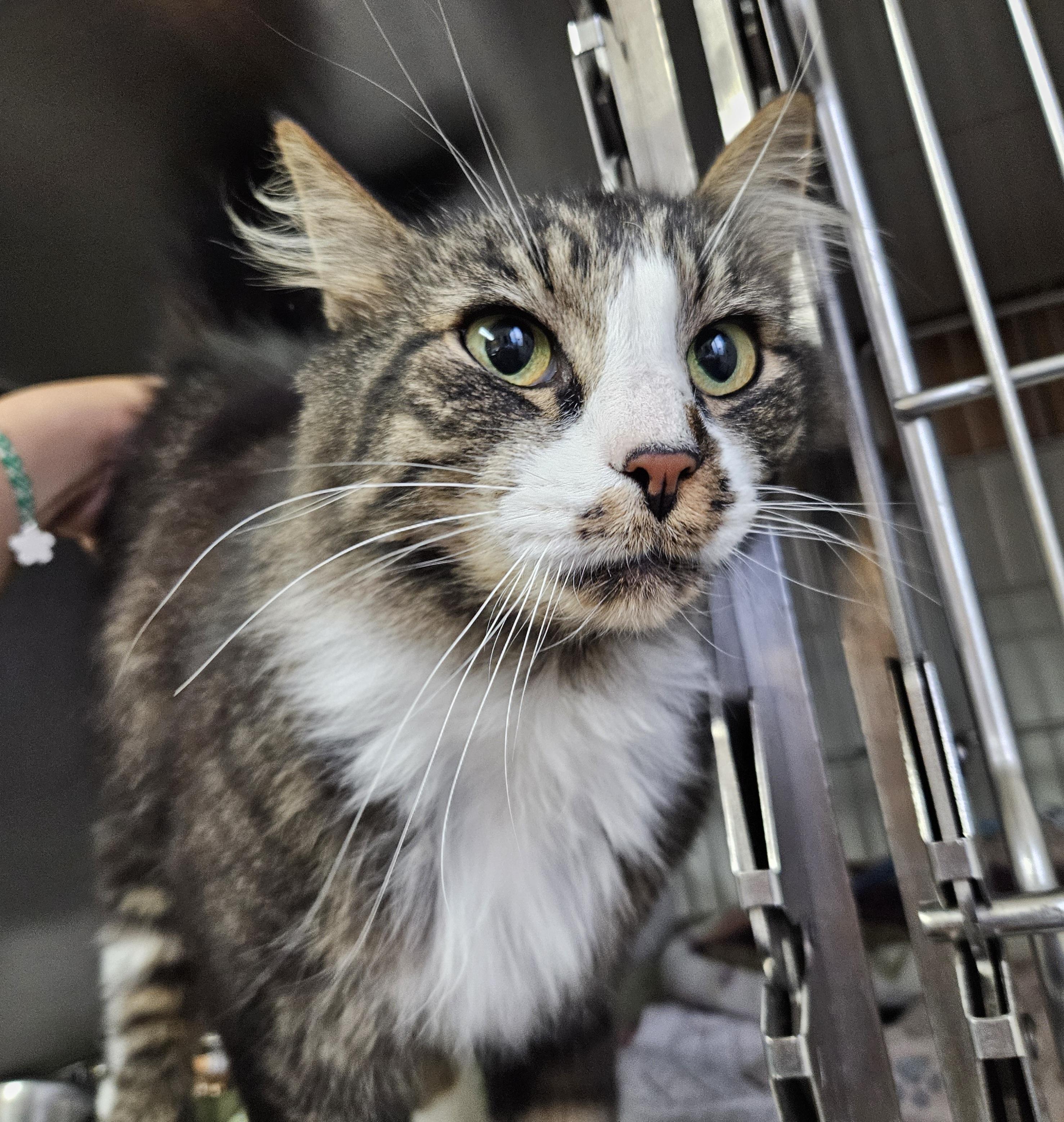 Amethyst, an adoptable Domestic Long Hair in The Dalles, OR, 97058 | Photo Image 1