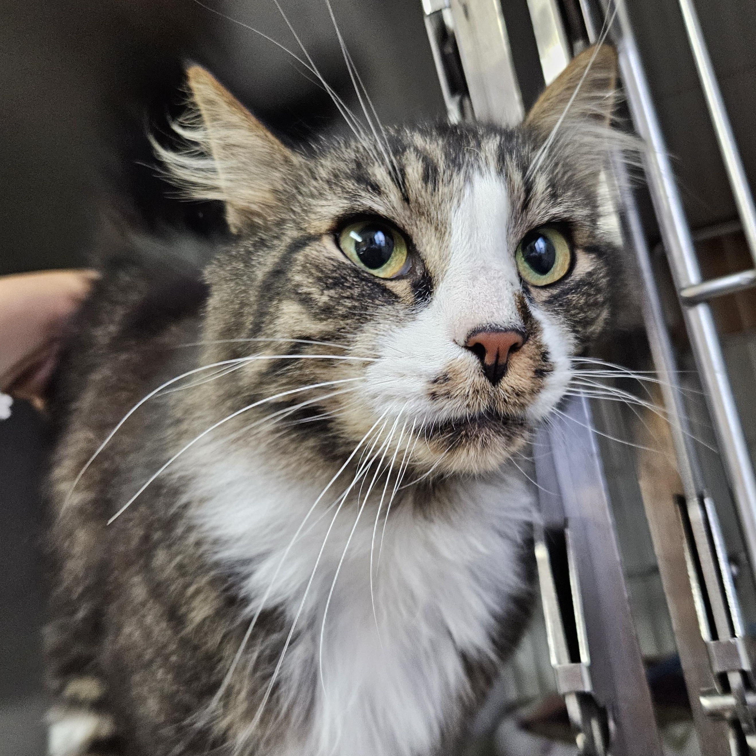 Amethyst (Vincent Von Gorgeous), a Adoptable Domestic Long Hair in The Dalles, OR image 2/5