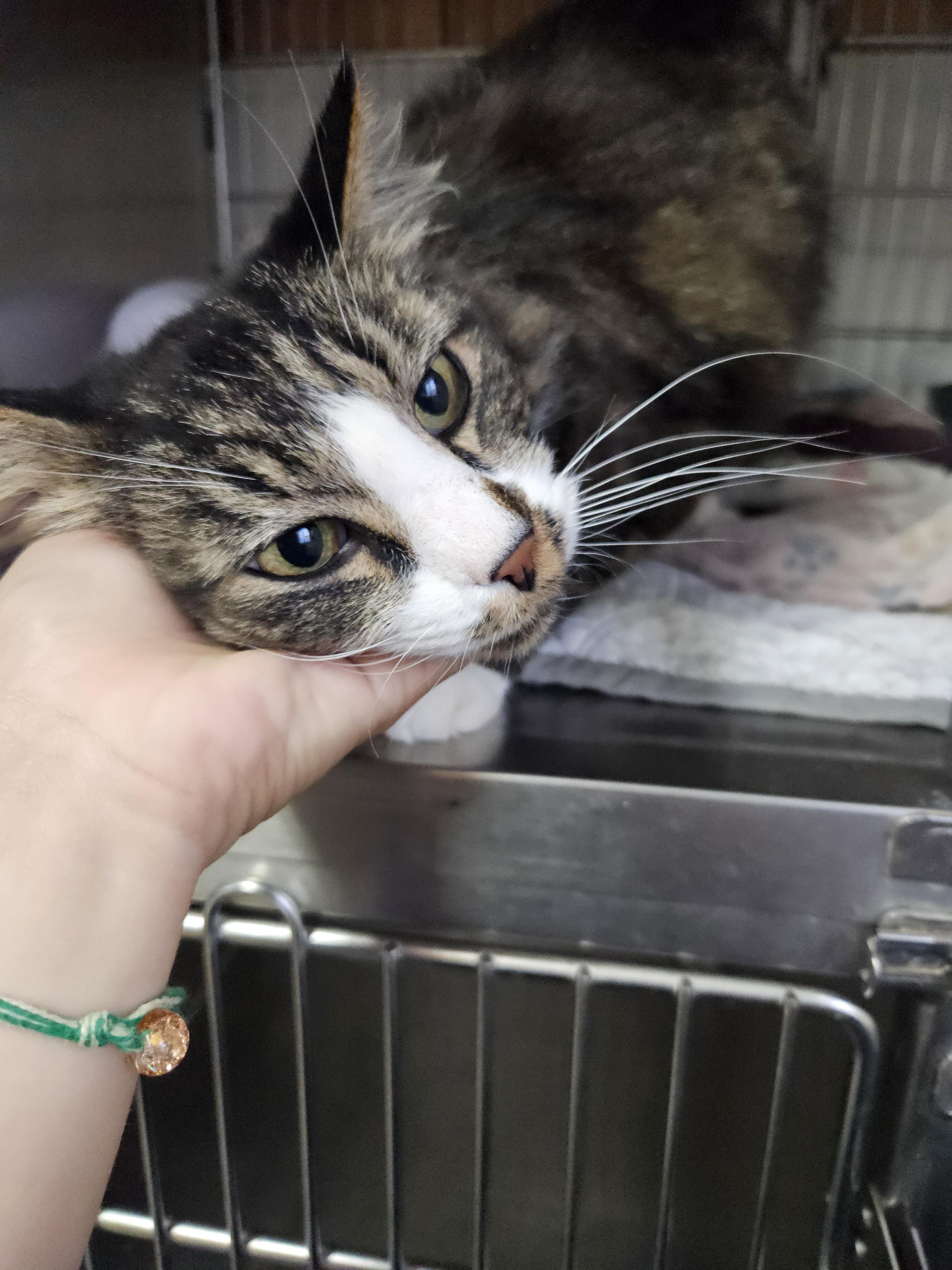 Amethyst, an adoptable Domestic Long Hair in The Dalles, OR, 97058 | Photo Image 2