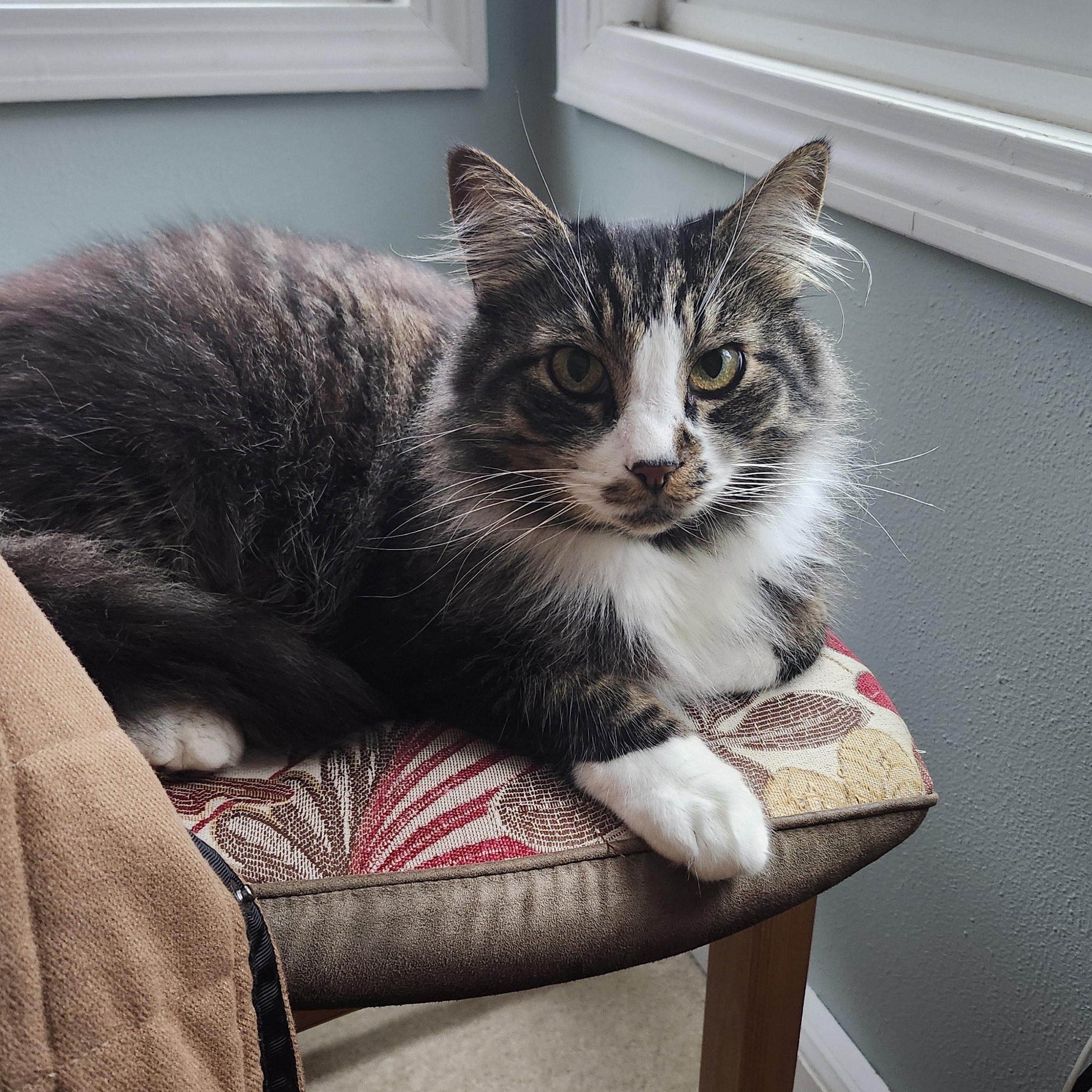 Amethyst (Vincent Von Gorgeous), a Adoptable Domestic Long Hair in The Dalles, OR image 3/5