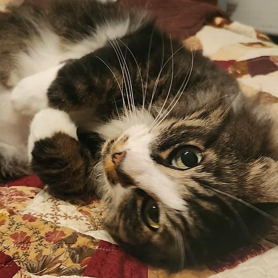 Amethyst (Vincent Von Gorgeous), Adoptable, Senior Male Domestic Long Hair.