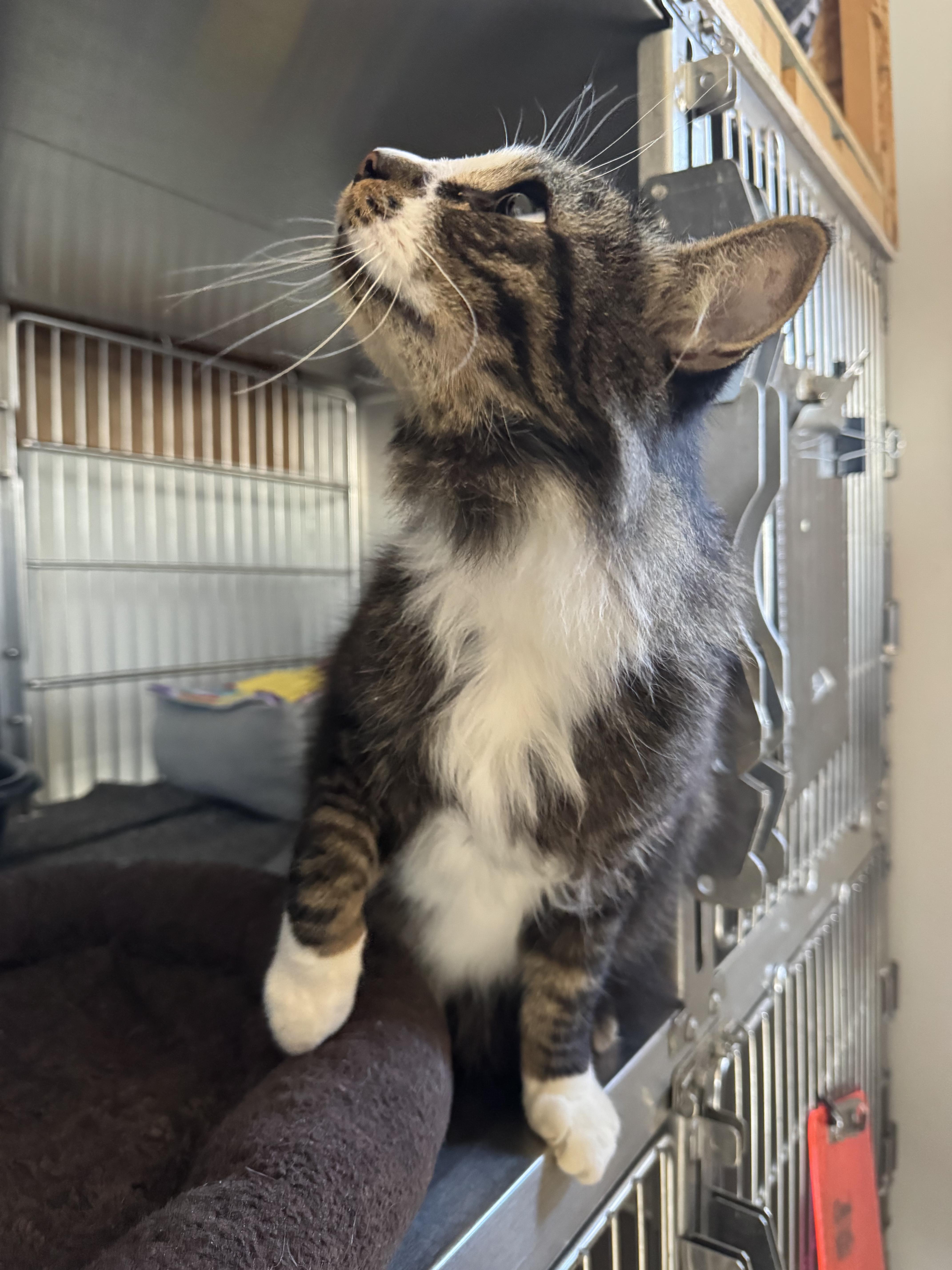 Amethyst, an adoptable Domestic Long Hair in The Dalles, OR, 97058 | Photo Image 4