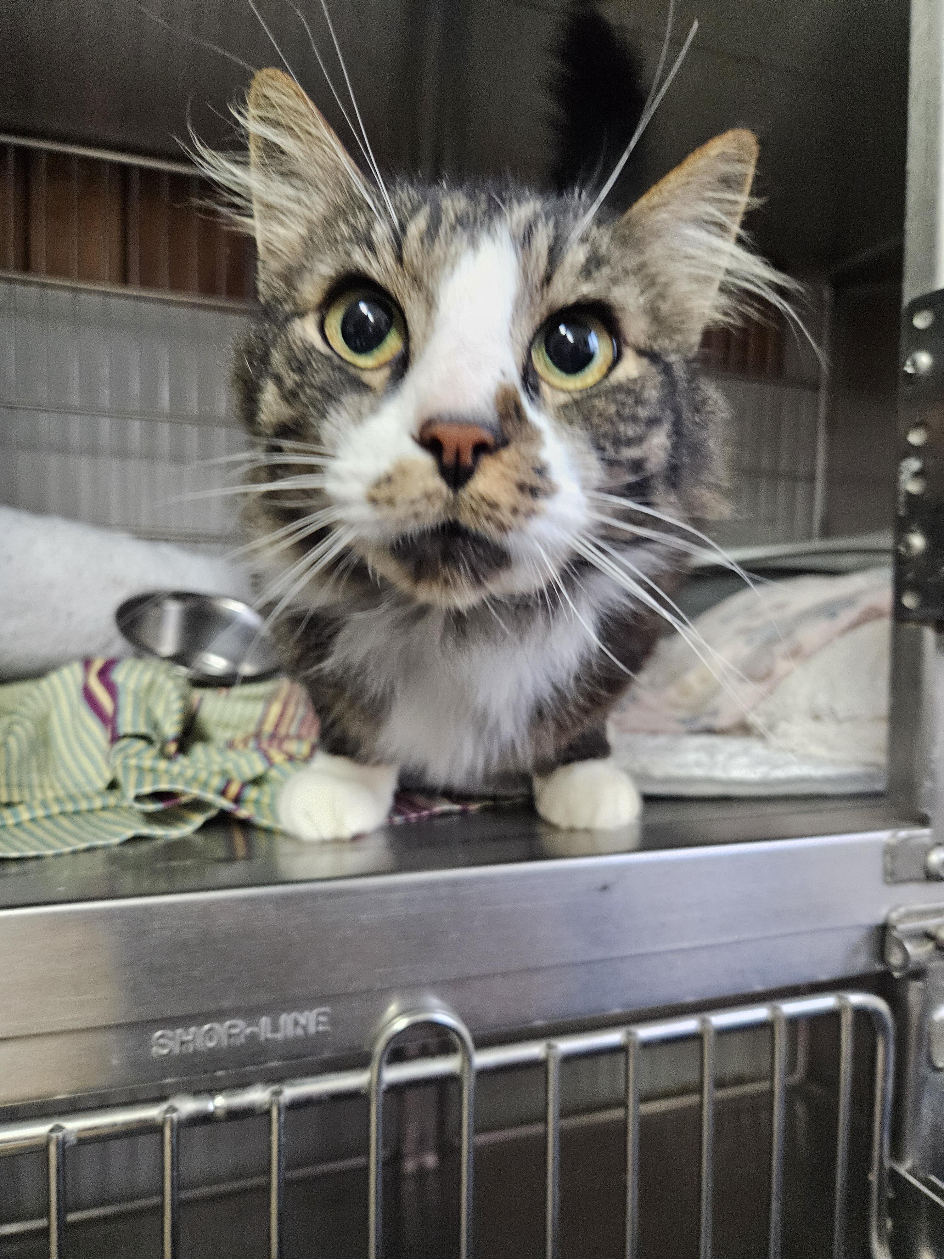 Amethyst, an adoptable Domestic Long Hair in The Dalles, OR, 97058 | Photo Image 3
