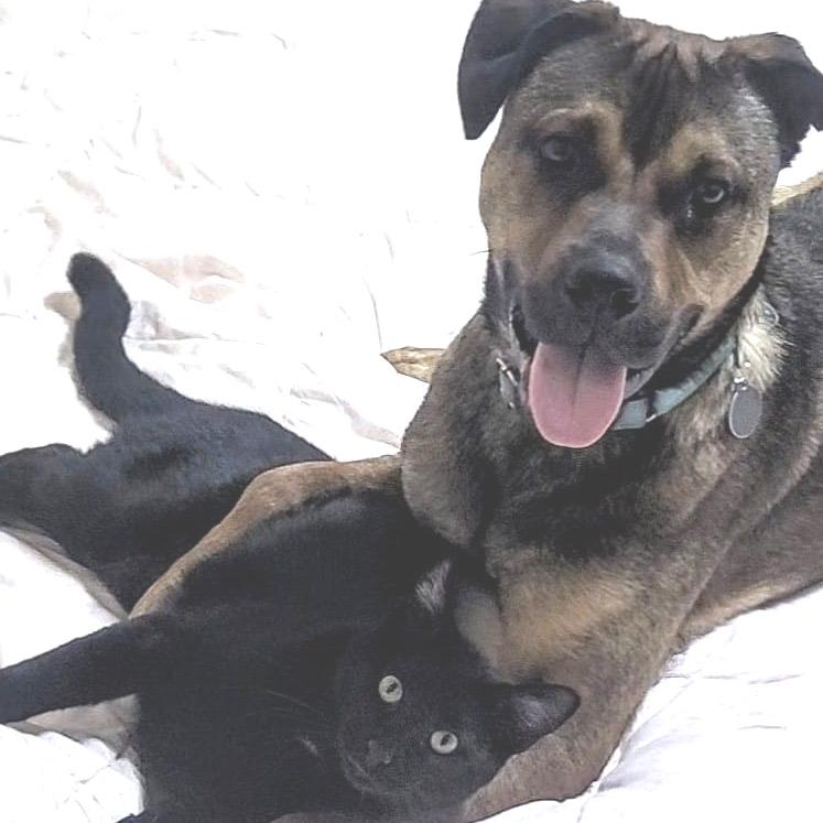 Russo, a Adoptable mixed breed in Shawnee, KS image 1/6