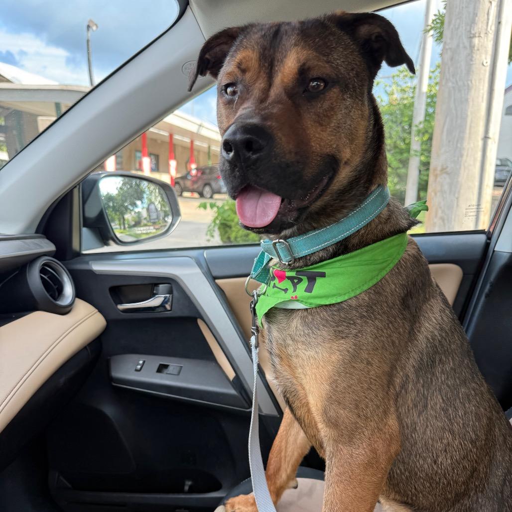 Russo, a Adoptable mixed breed in Shawnee, KS image 2/6