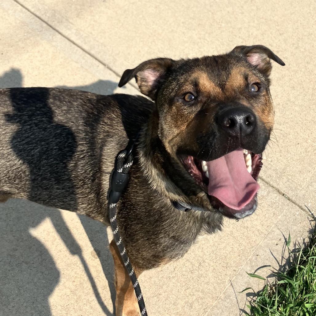 Russo, a Adoptable mixed breed in Shawnee, KS image 3/6