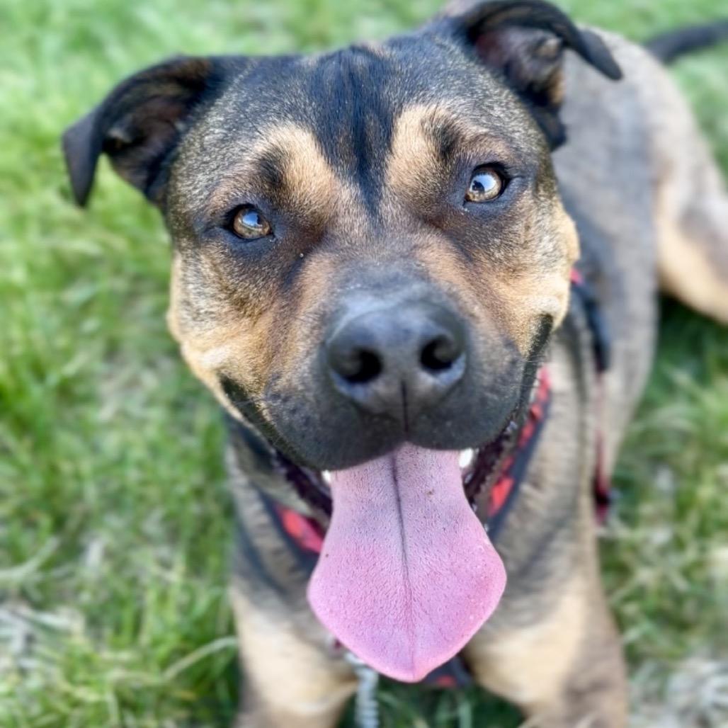 Russo, a Adoptable mixed breed in Shawnee, KS image 4/6