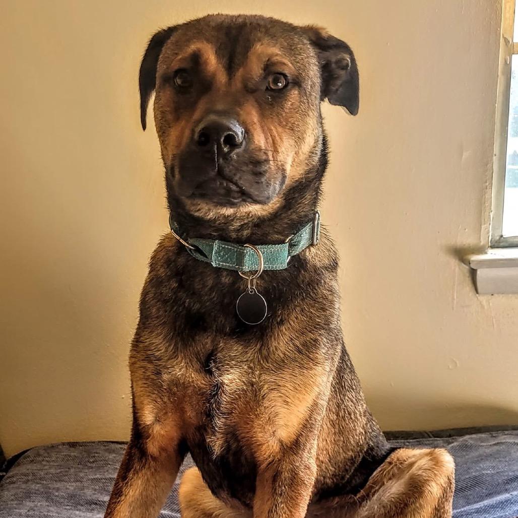 Russo, a Adoptable mixed breed in Shawnee, KS image 5/6