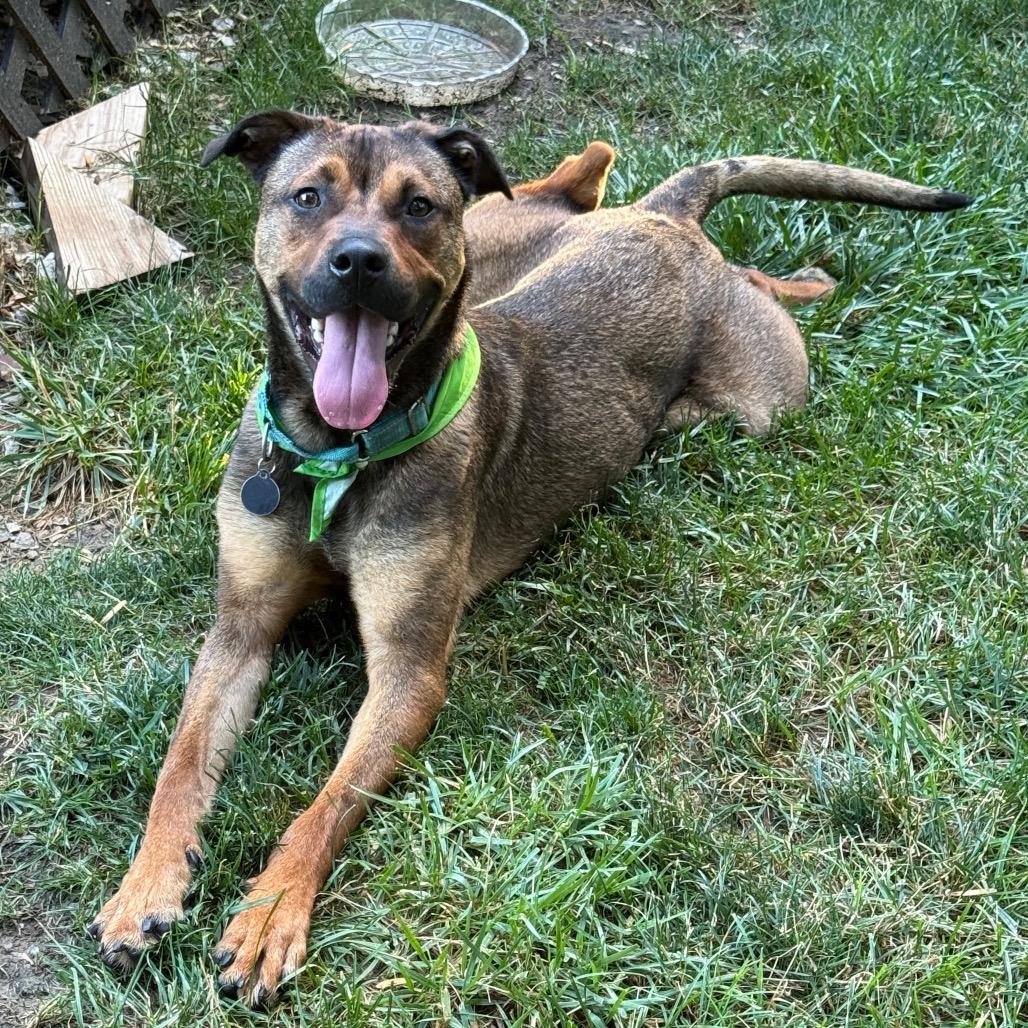 Russo, a Adoptable mixed breed in Shawnee, KS image 6/6
