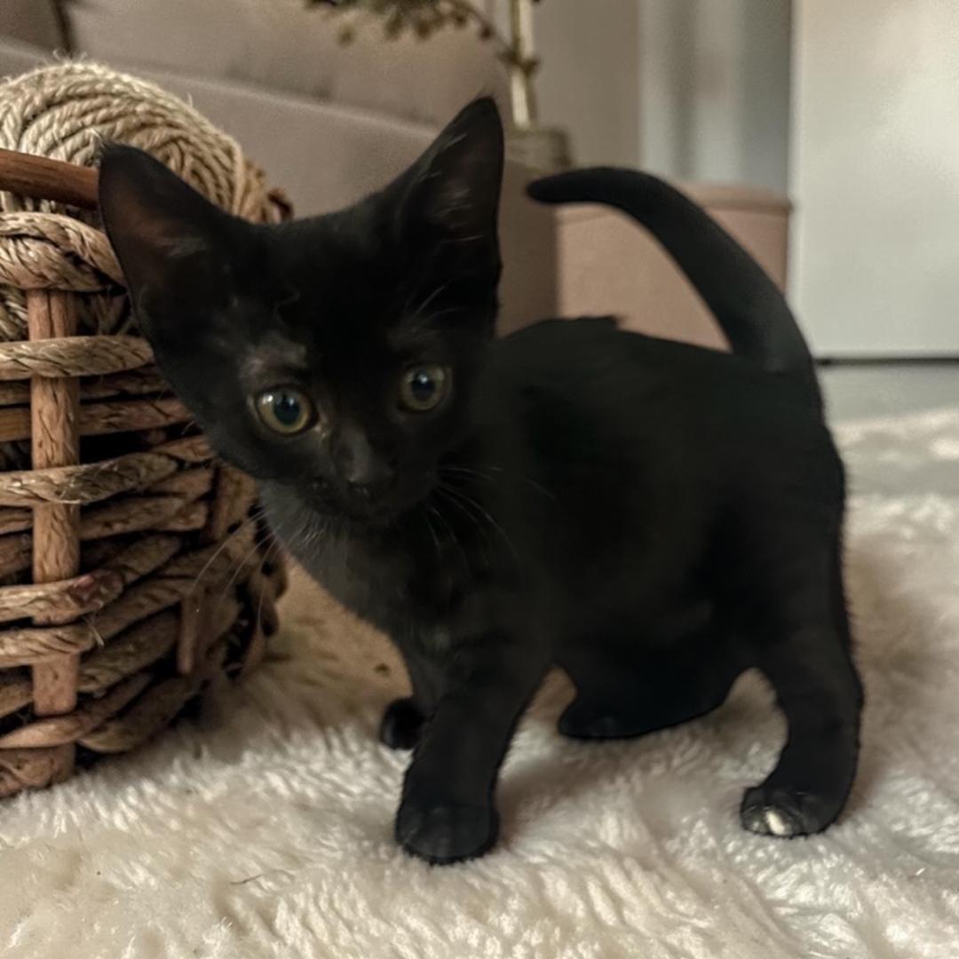 Chrissy, a ADOPTABLE American Shorthair in Rancho Palos Verdes, CA image 2/3