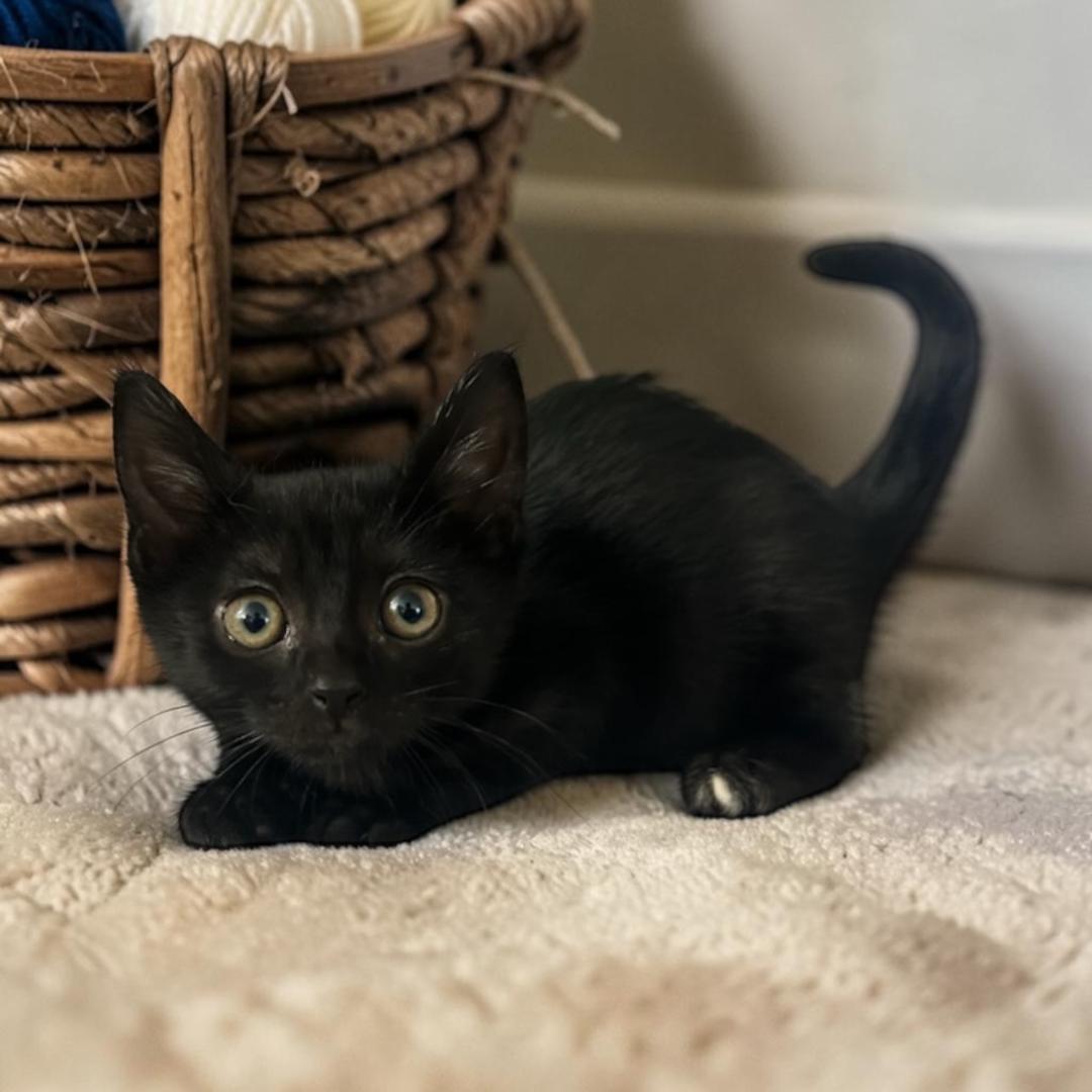 Chrissy, ADOPTABLE, Kitten Female American Shorthair.