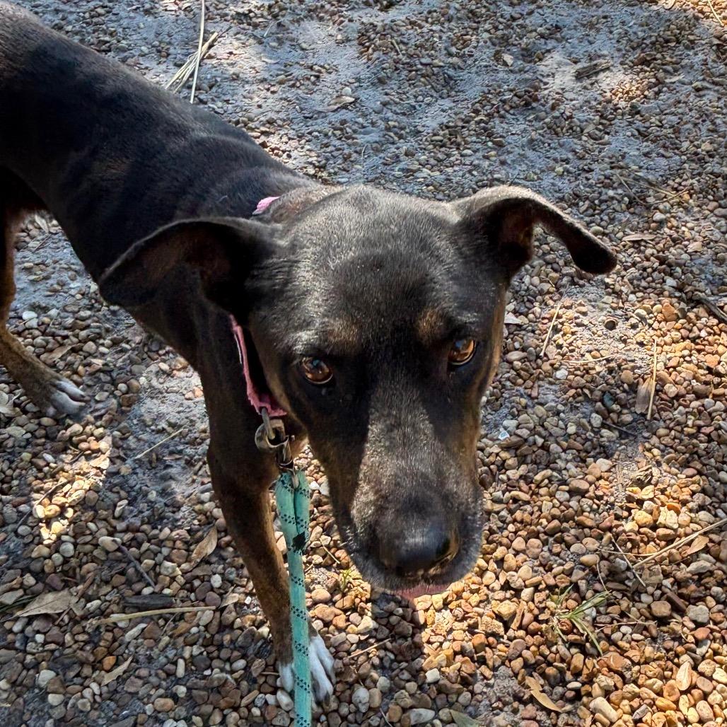 Barbara, Adoptable, Senior Female Mixed Breed.