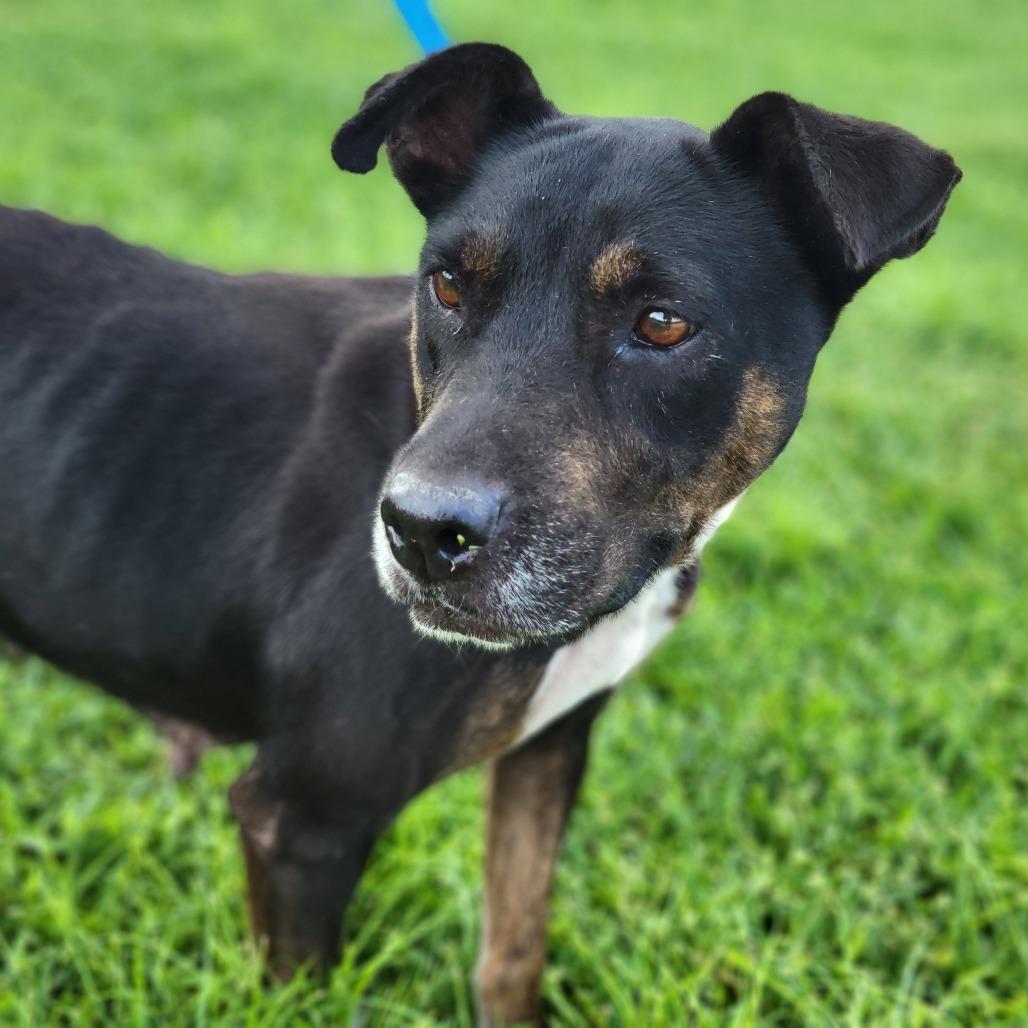 Barbara, a Adoptable Mixed Breed in Sarasota, FL image 2/6