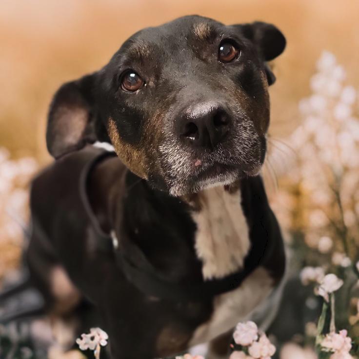 Barbara, a Adoptable Mixed Breed in Sarasota, FL image 3/6