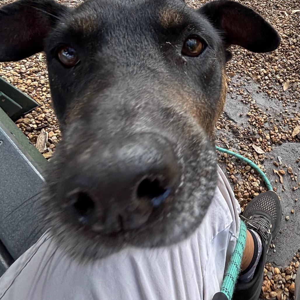 Barbara, a Adoptable Mixed Breed in Sarasota, FL image 4/6