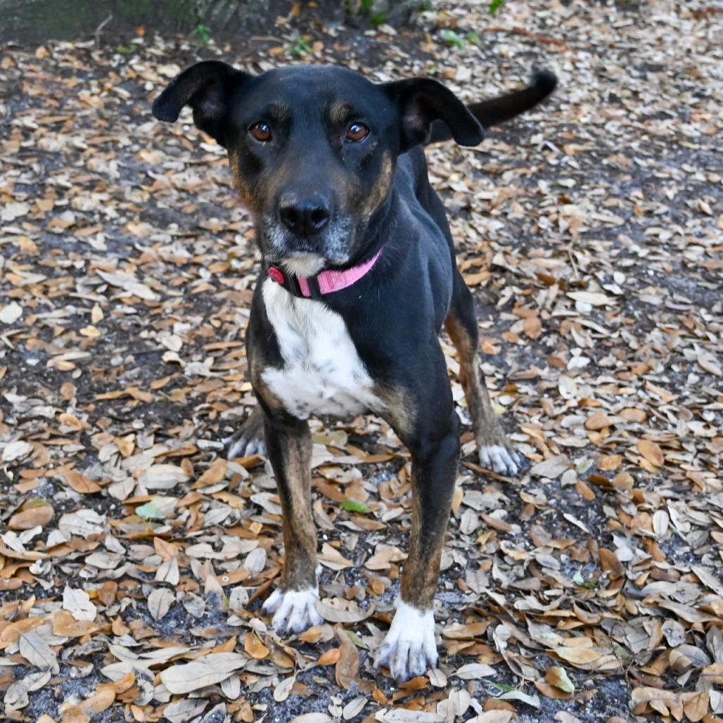 Barbara, a Adoptable Mixed Breed in Sarasota, FL image 5/6