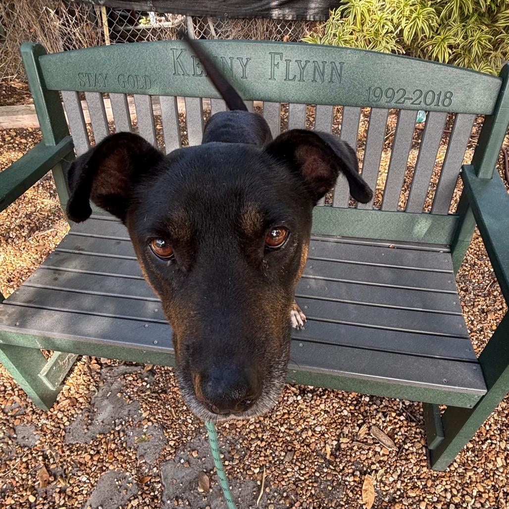 Barbara, a Adoptable Mixed Breed in Sarasota, FL image 6/6
