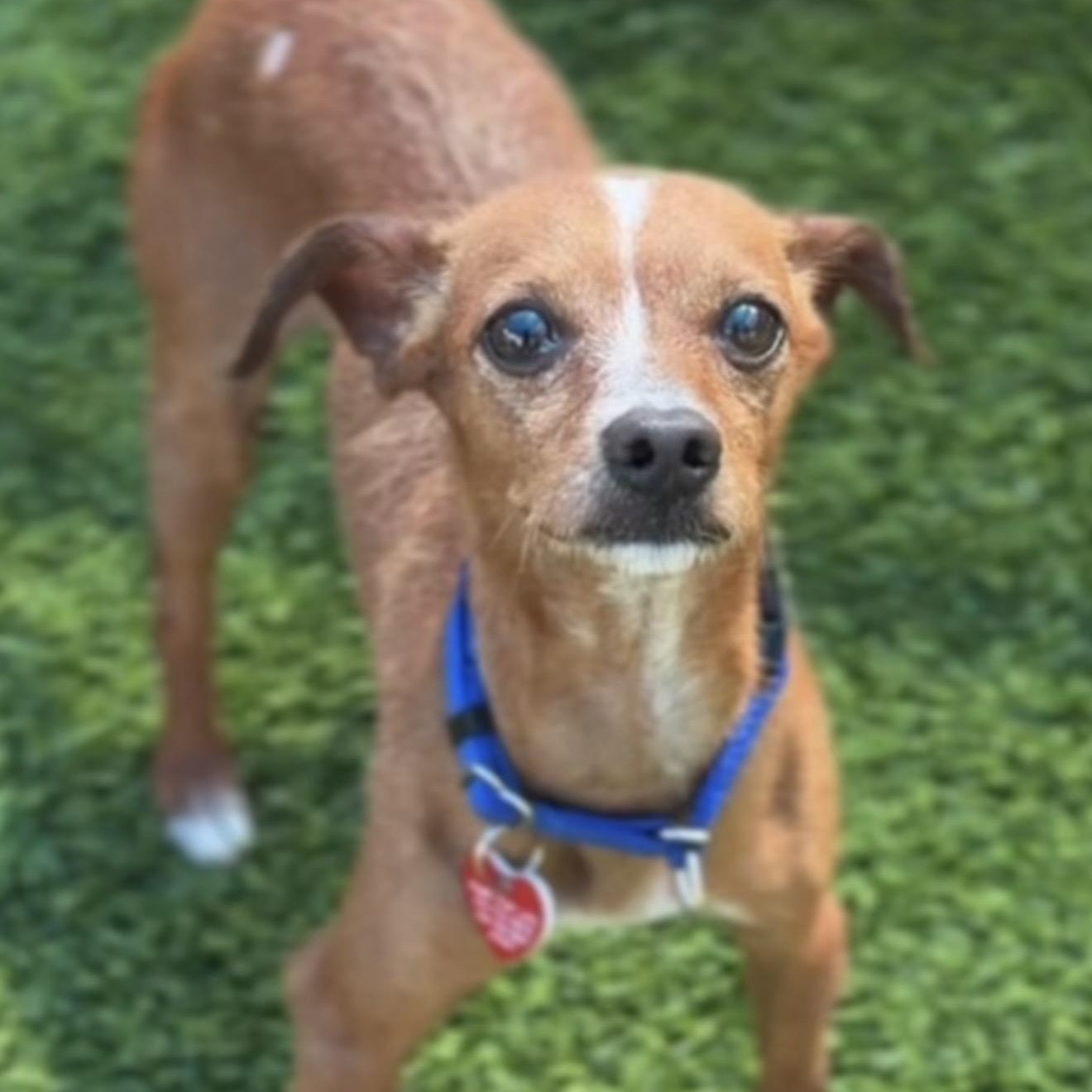 Enlarge Emiliano, a ADOPTABLE Mixed Breed in Yaphank, NY image 1/1