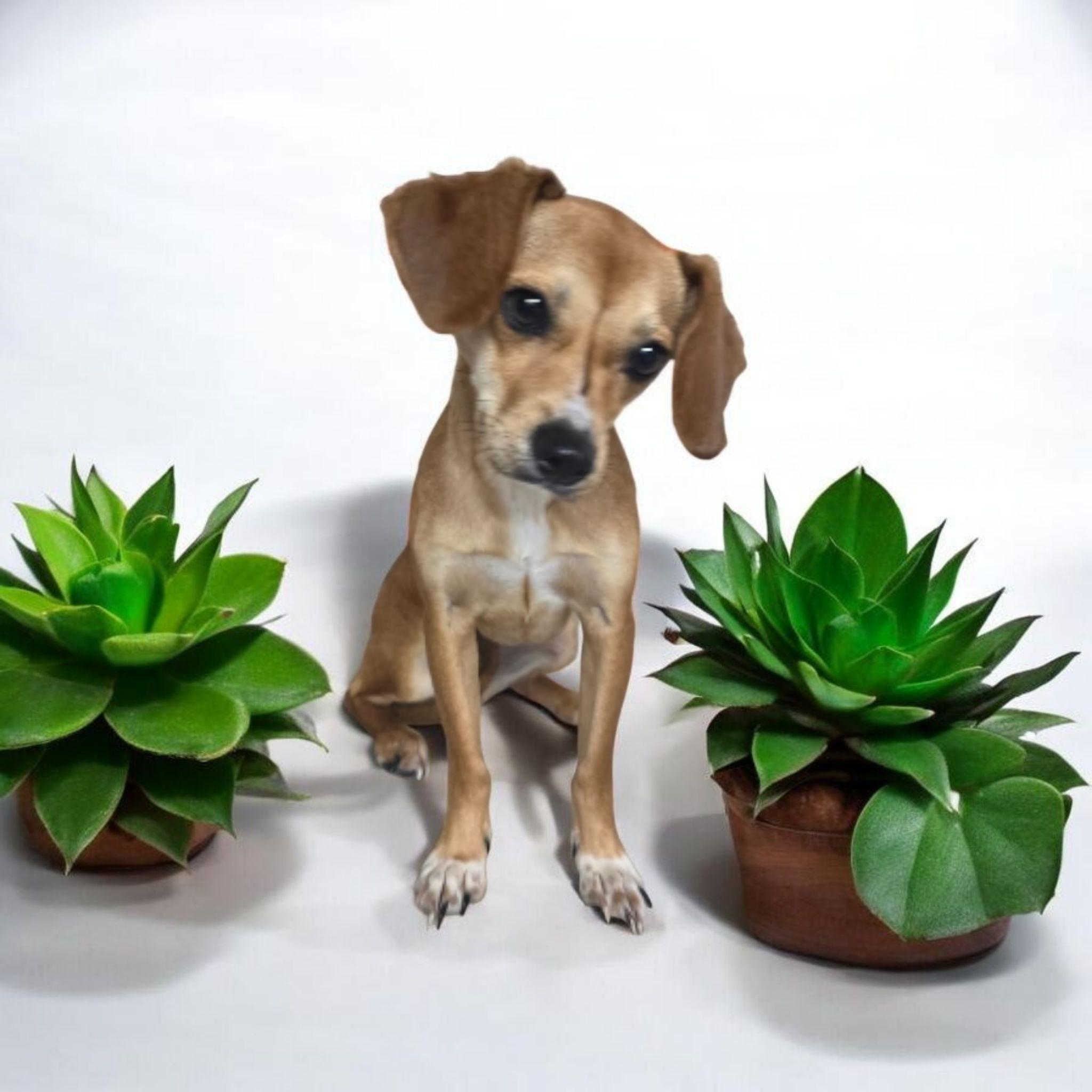 Daisy, Adoptable, Adult Female Chiweenie.