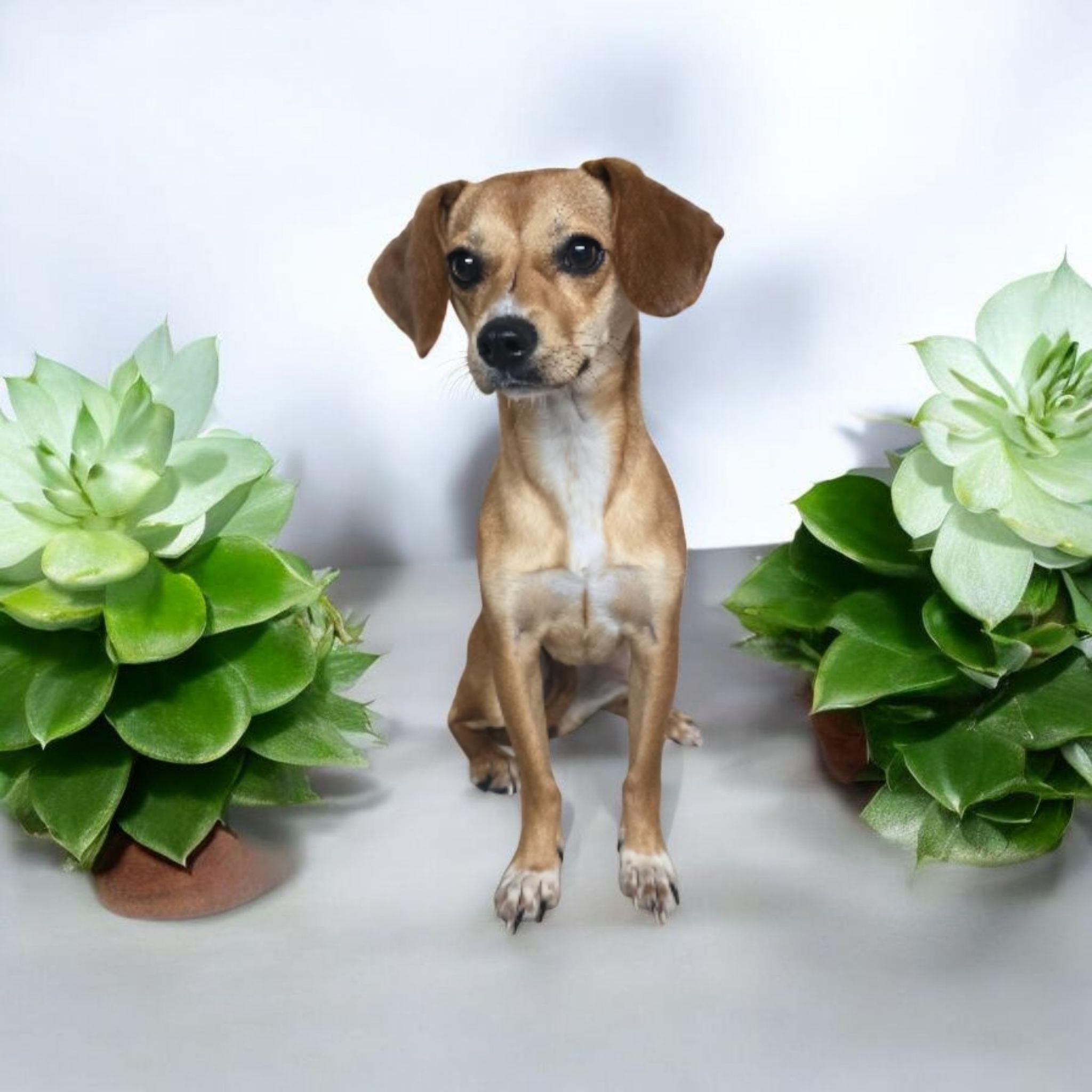 Daisy, a Adoptable Chiweenie in Dallas, GA image 2/2