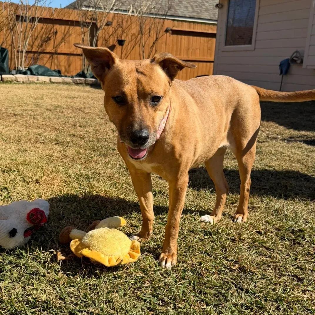 Enlarge Pennie, an adopted mixed breed in Polk, OH image 3/5
