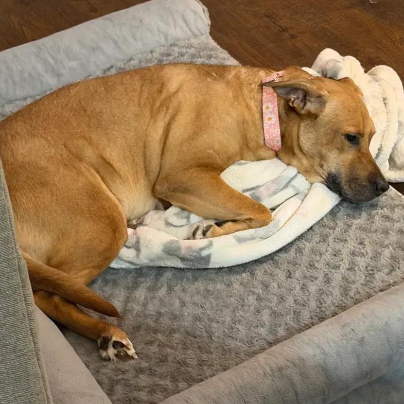 Enlarge Pennie, an adopted mixed breed in Polk, OH image 2/5