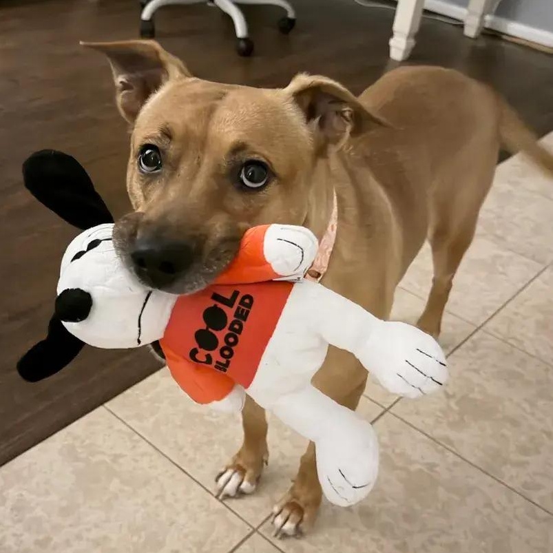 Pennie, adopted, Adult Male German Shepherd Dog & Mixed Breed.