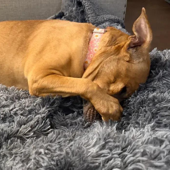 Enlarge Pennie, an adopted mixed breed in Polk, OH image 5/5