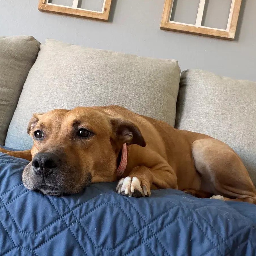 Enlarge Pennie, an adopted mixed breed in Polk, OH image 4/5