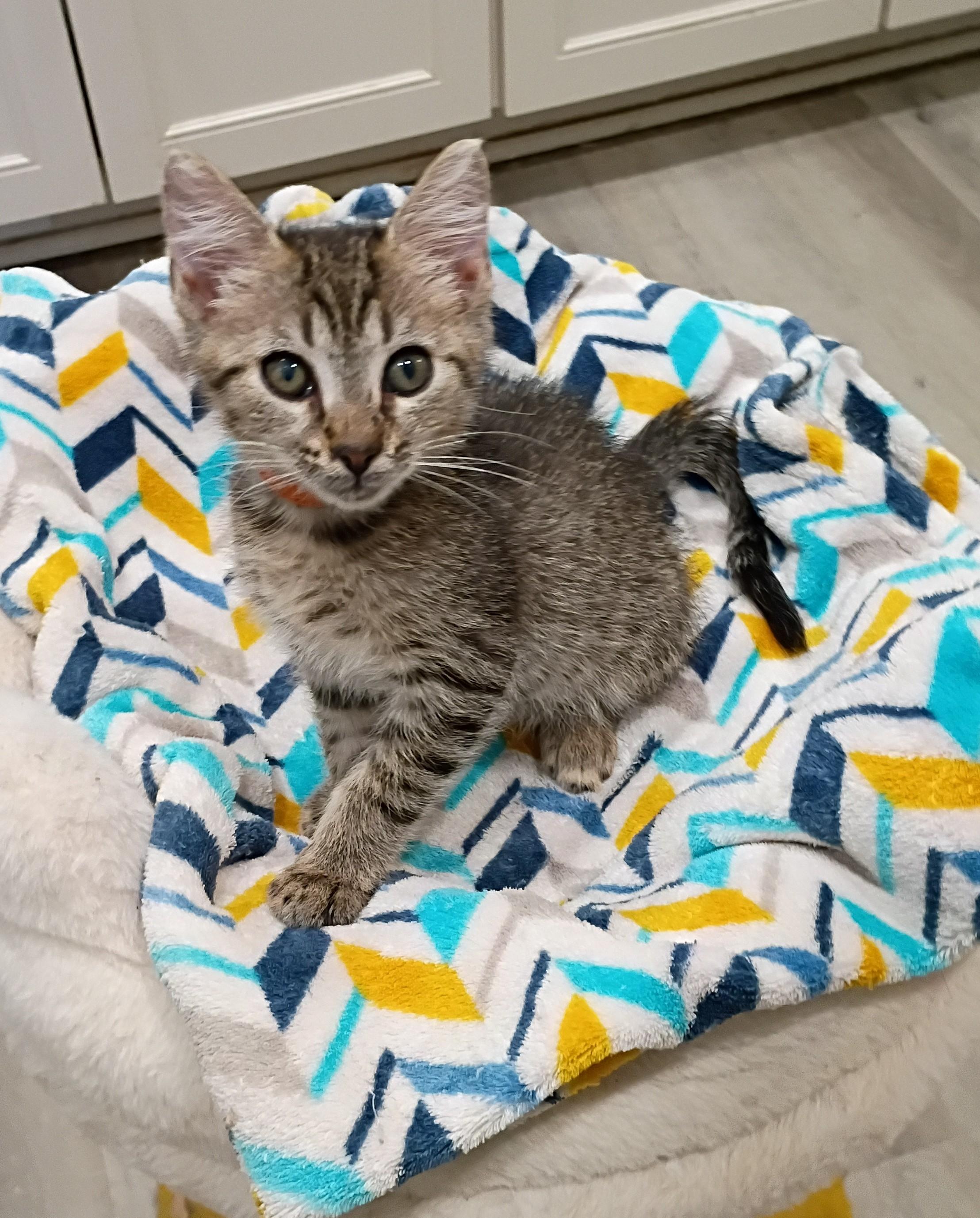 Cola - super snuggly, Adoptable, Kitten Male Domestic Short Hair.