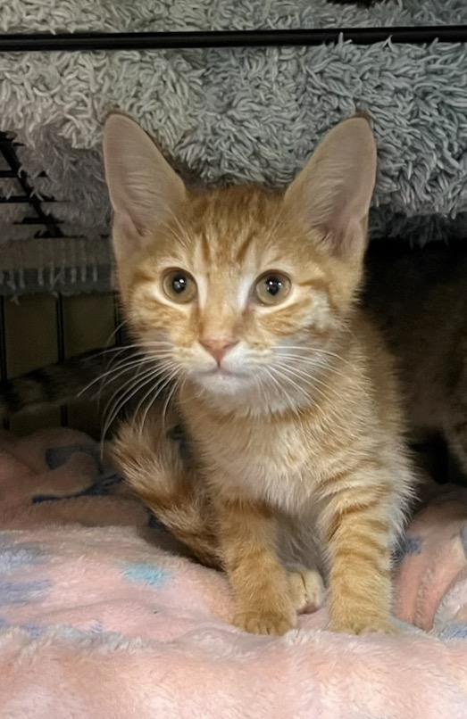 Apollo, Adoptable, Kitten Male Domestic Short Hair.