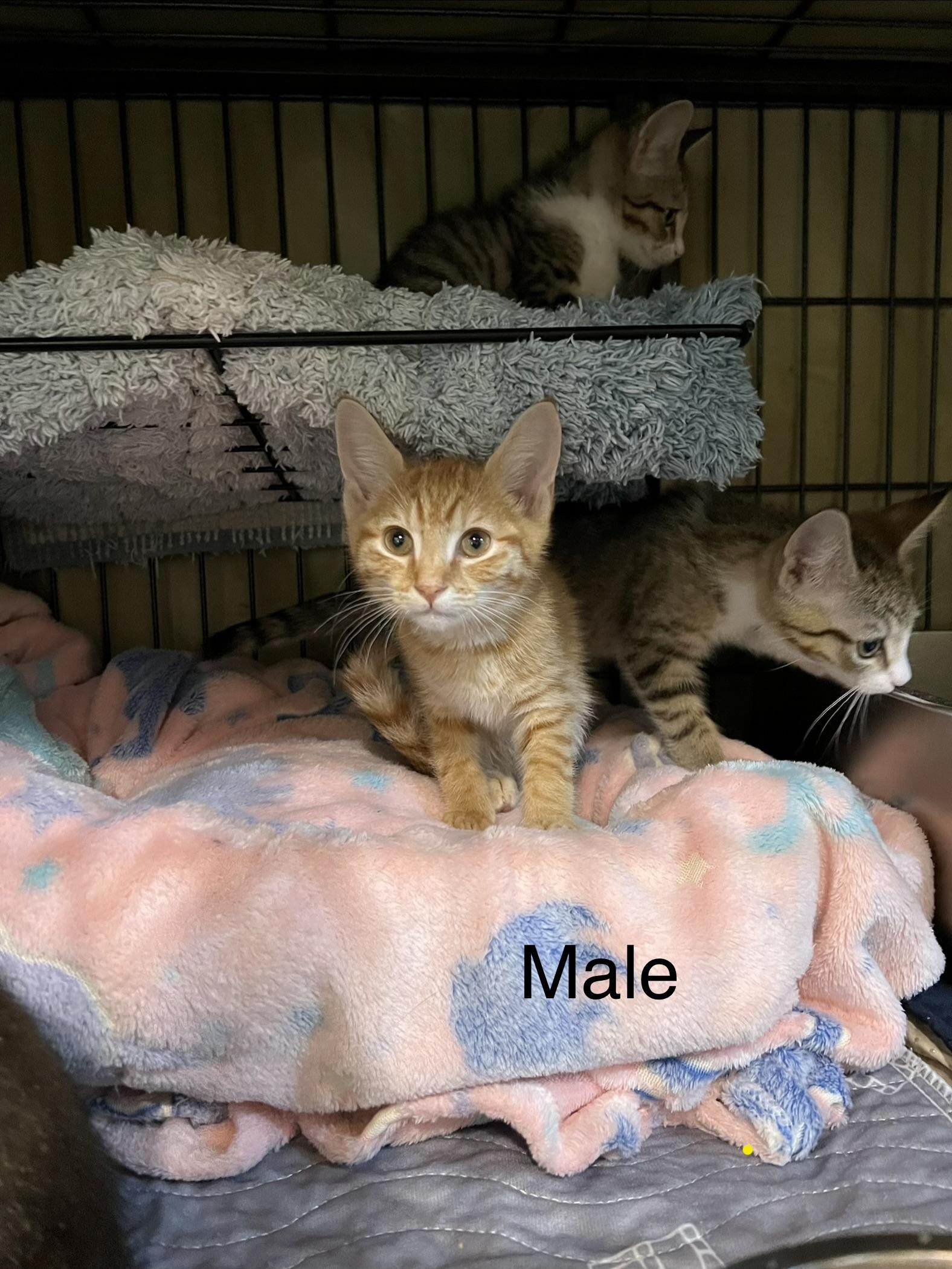 Enlarge Apollo, a Adoptable Domestic Short Hair in Sneads Ferry, NC image 2/2