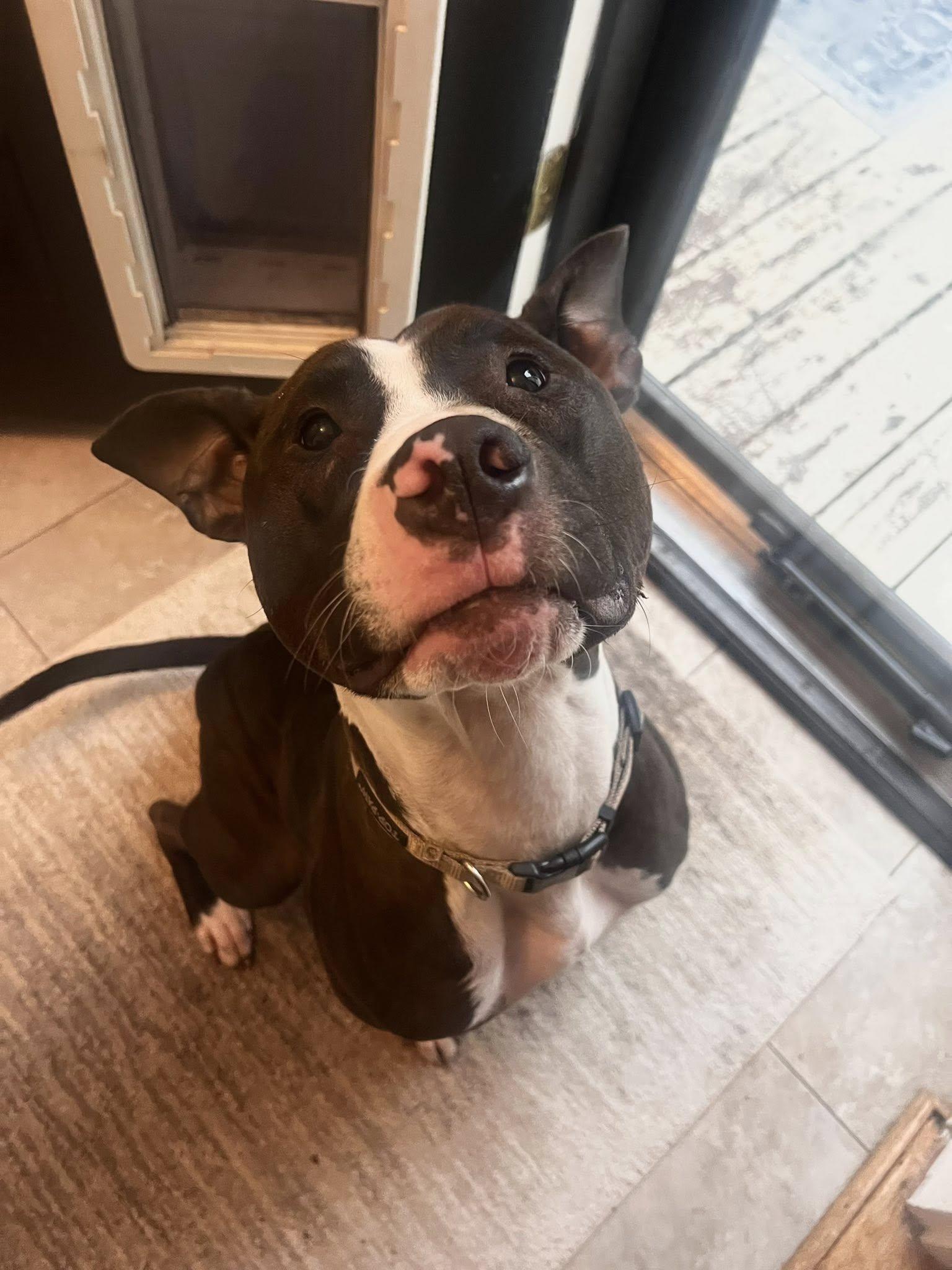 Winnie, Adoptable, Young Male Pit Bull Terrier.