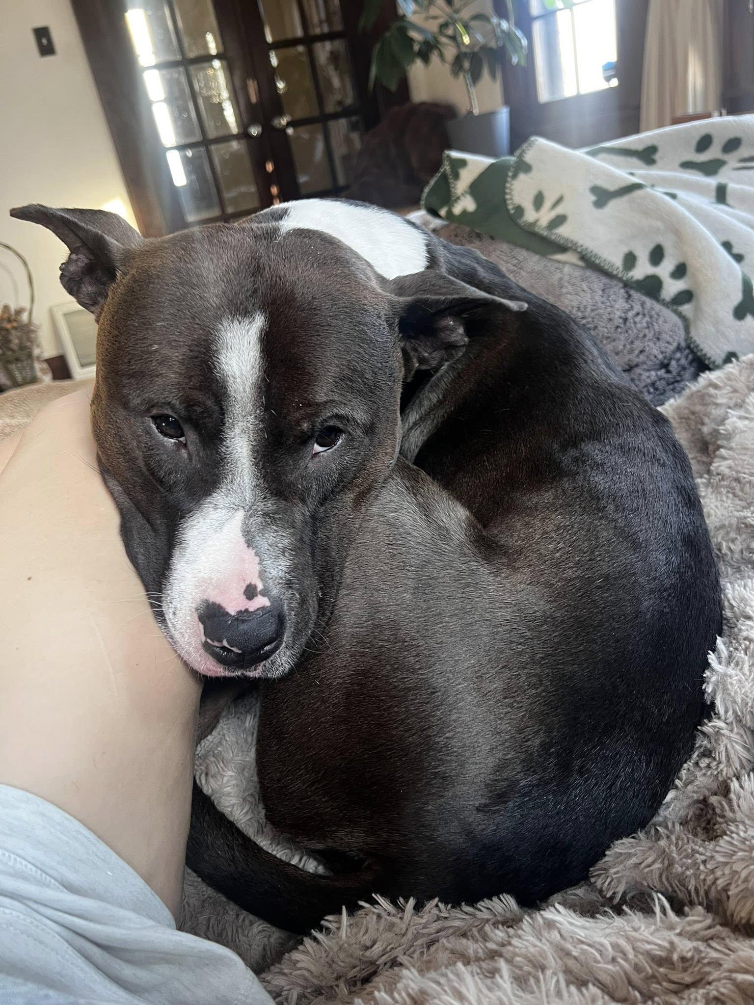 Winnie, Adoptable, Young Male Pit Bull Terrier.