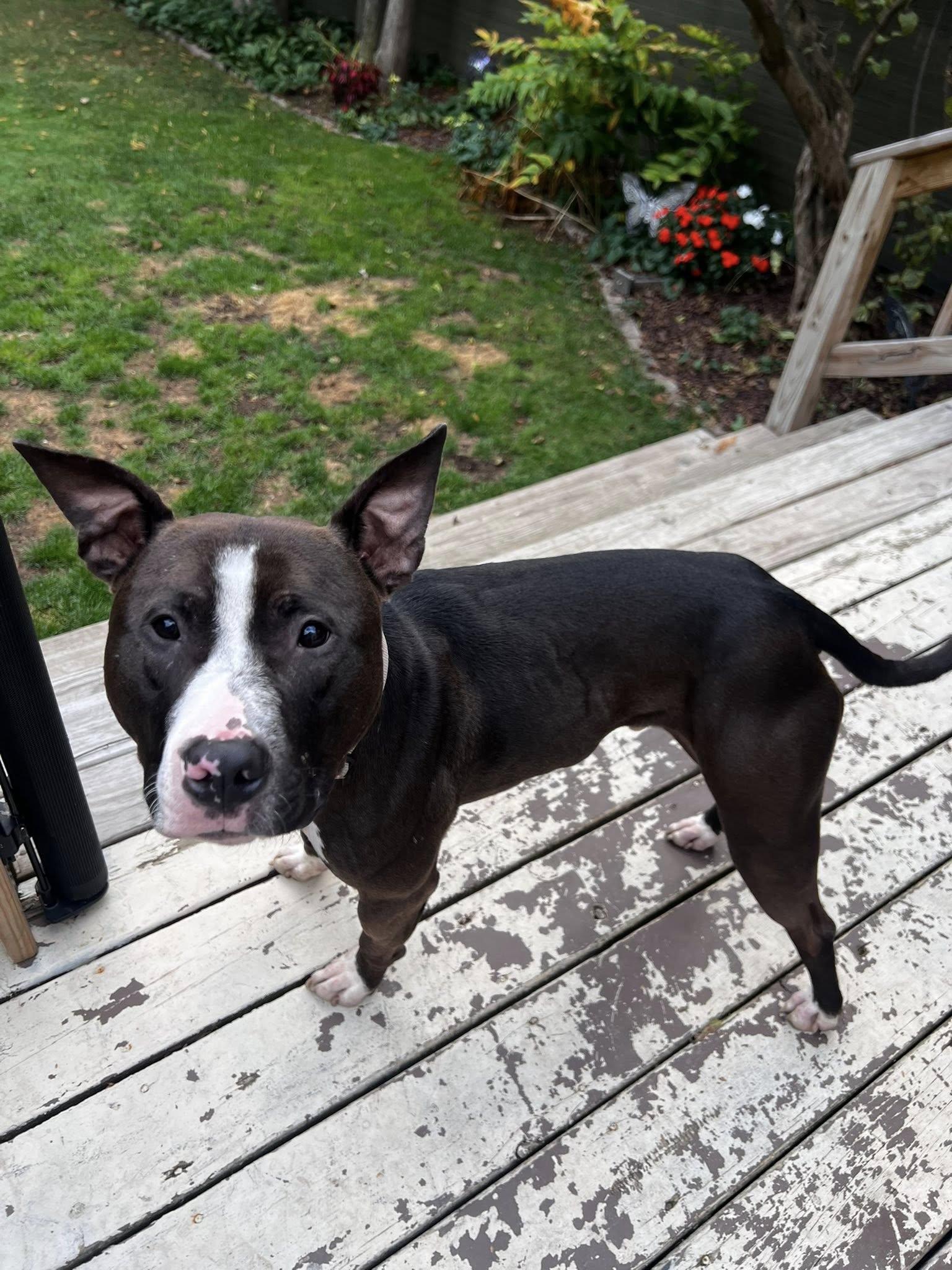 Winnie, a Adoptable mixed breed in Appleton, WI image 2/4